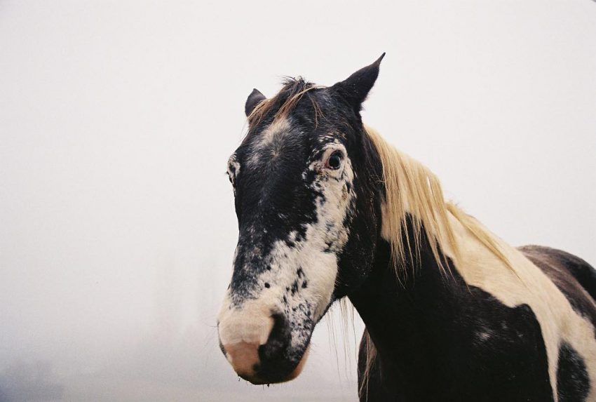#horse #filmphotographic #filmisnotdead #35mm #analog #animalportrait