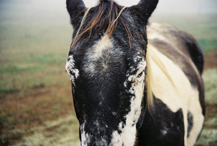 Losange
 #horse #animal #portrait #35mm #filmisnotdead #analog #filmphotographic