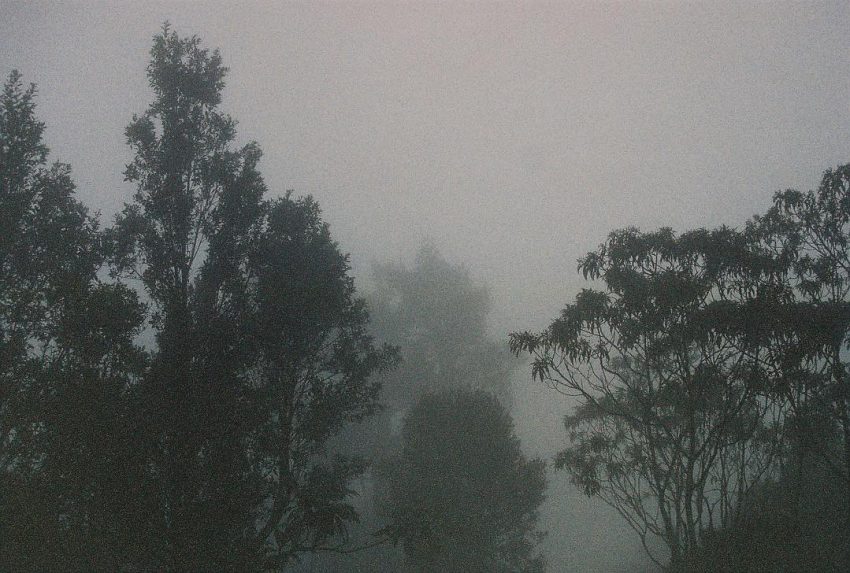 Foggy Nature
