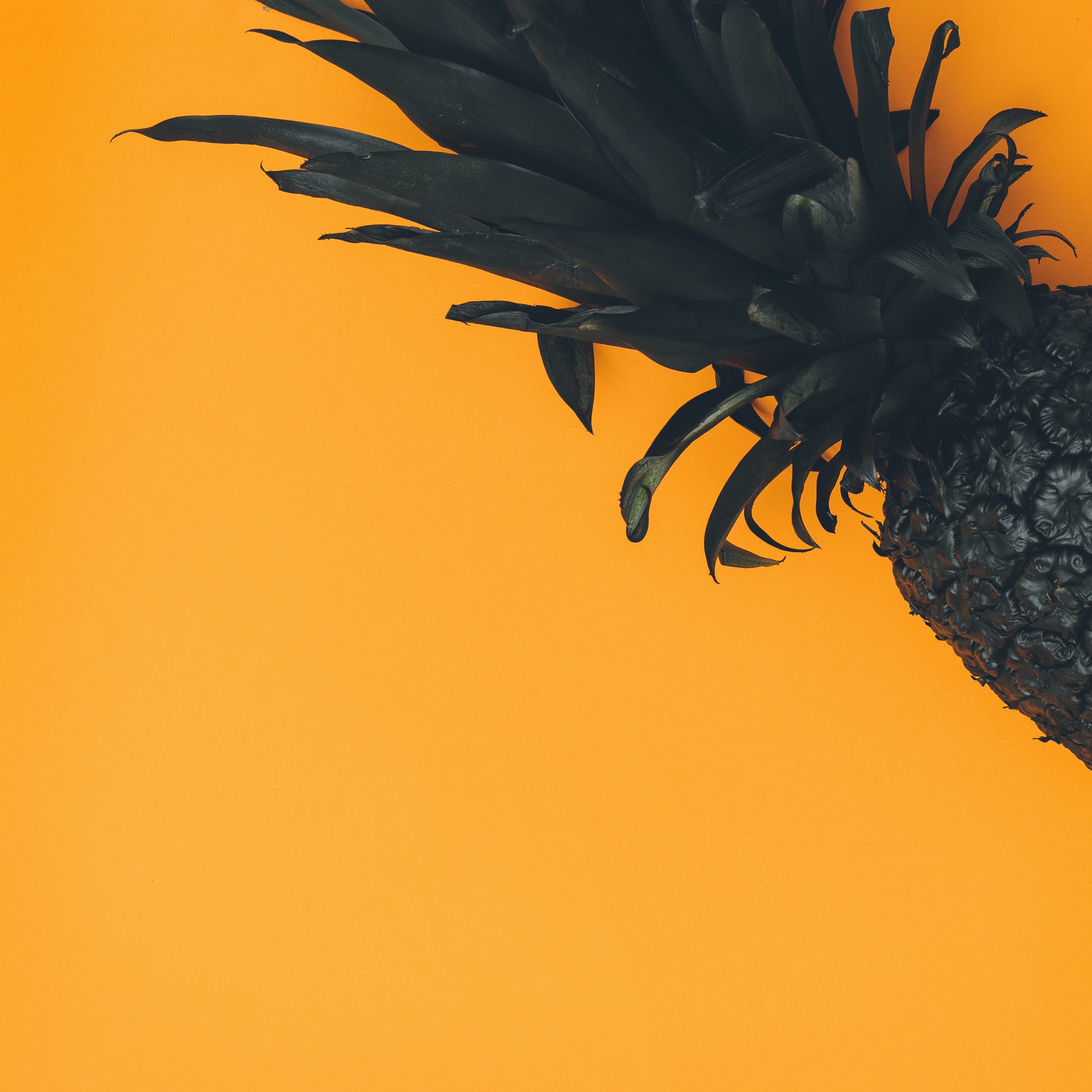 pineapple-supply-co-378132